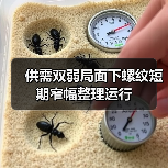 供需双弱局面下螺纹短期窄幅整理运行